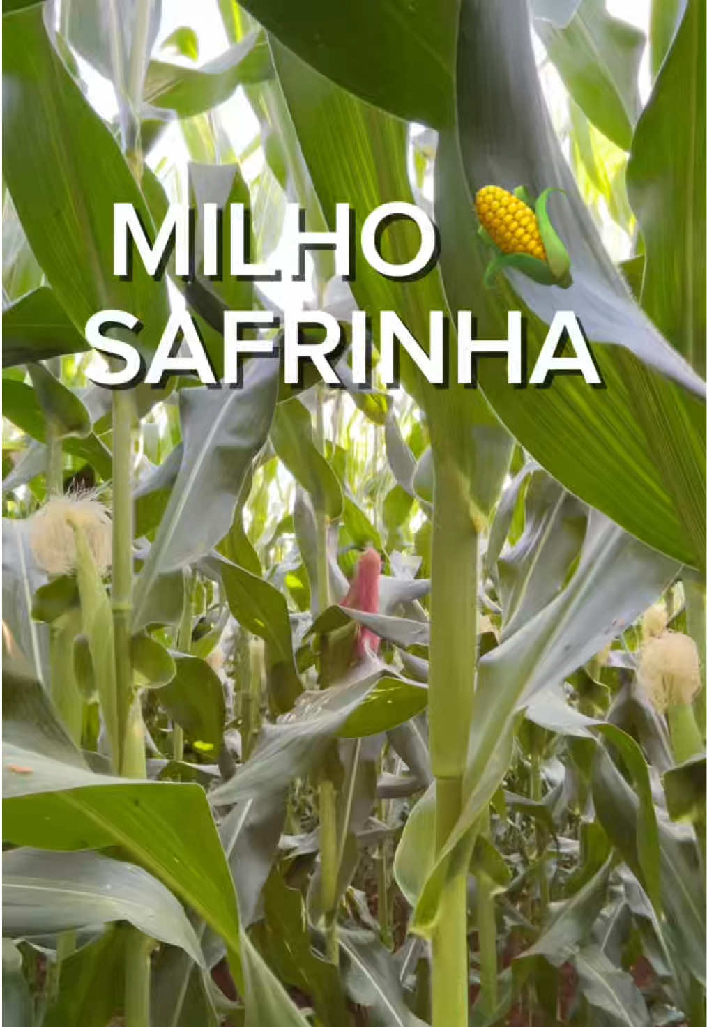 @JDM A NATUREZA EM AÇÃO