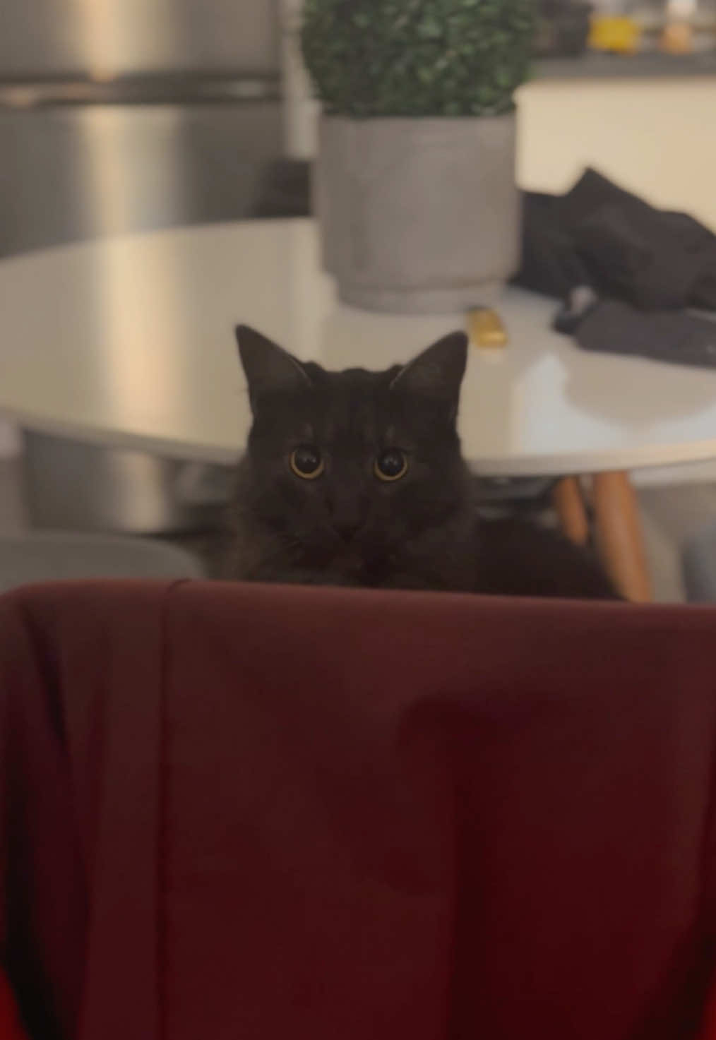 @KIRACAT