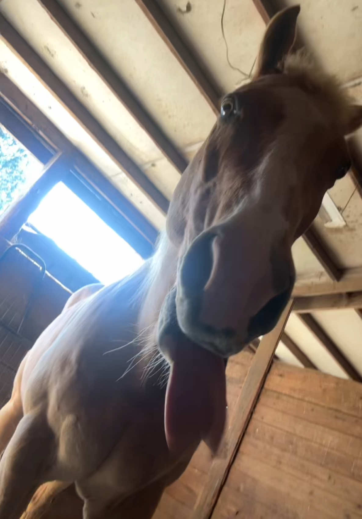 @SAMANTHA | BARREL RACING