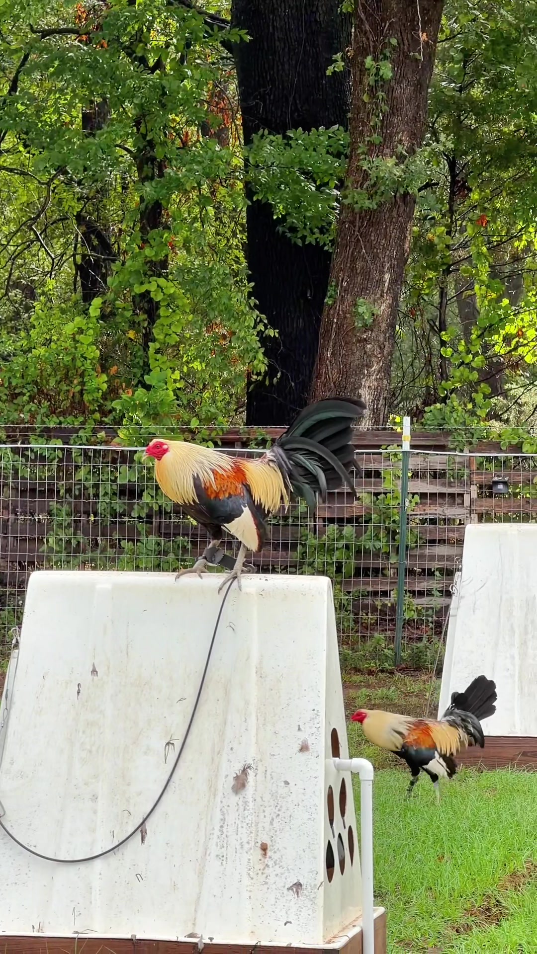 @Quốc Bảo ( baosting)