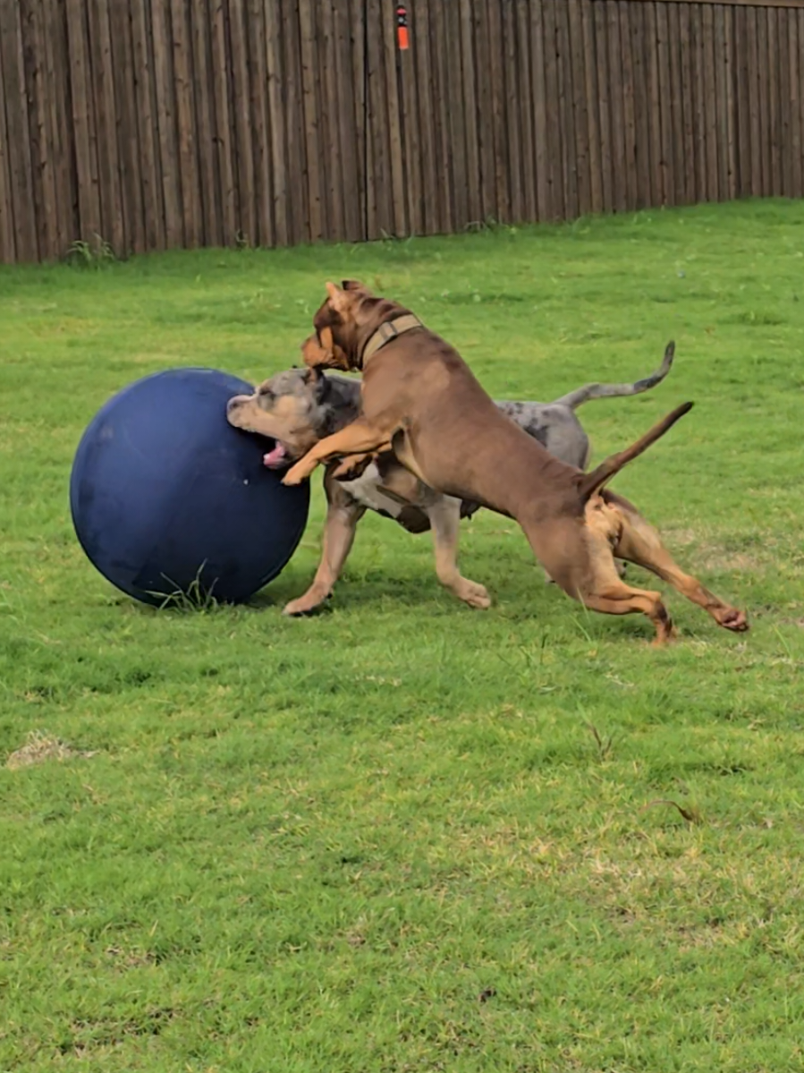 @Burleson Bullies, llc