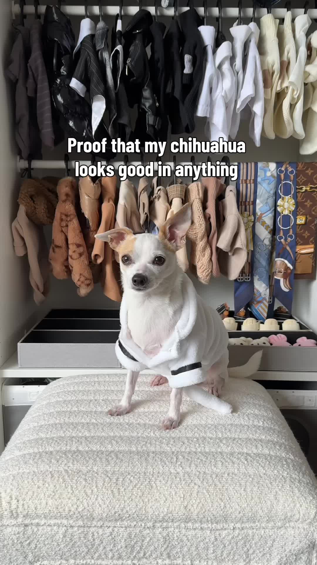 @Bao the Chihuahua