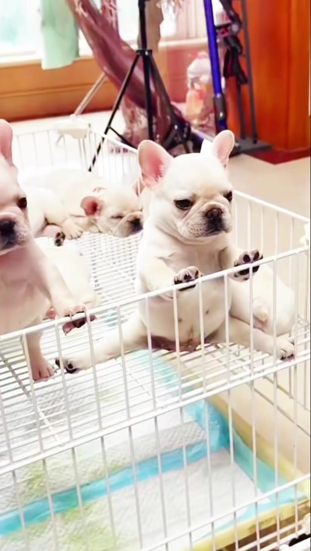@Pibble Plug