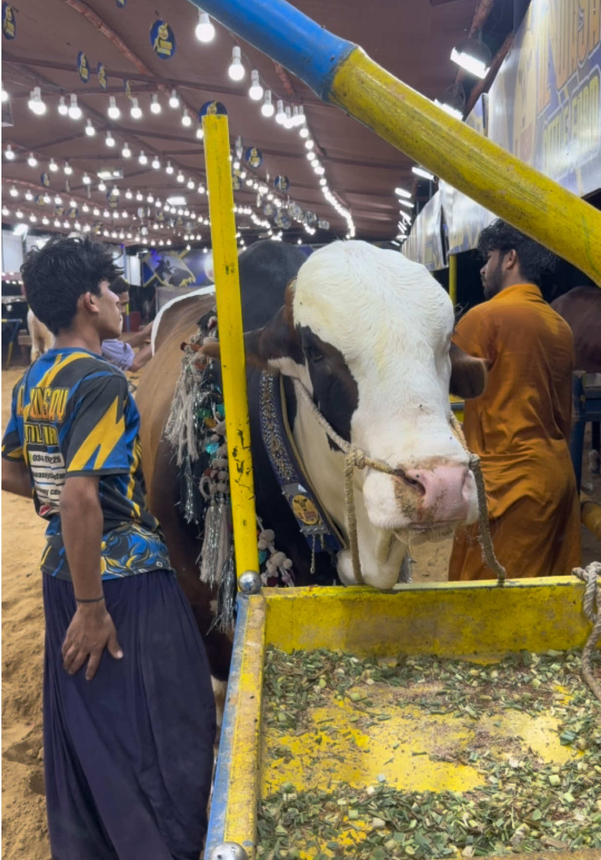 @cow lover😍