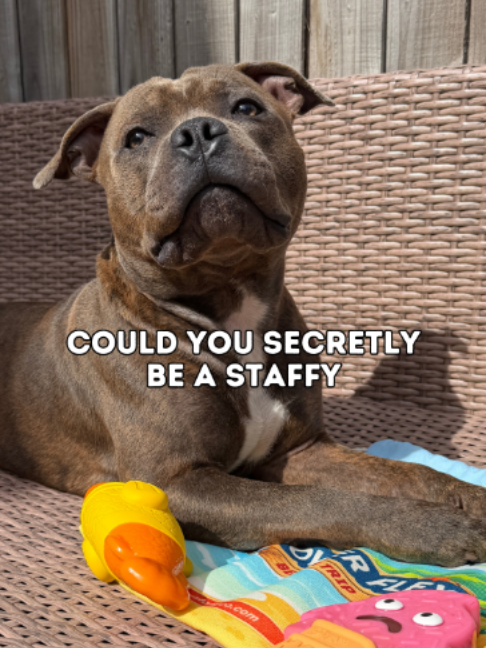 @Happy Staffy Co