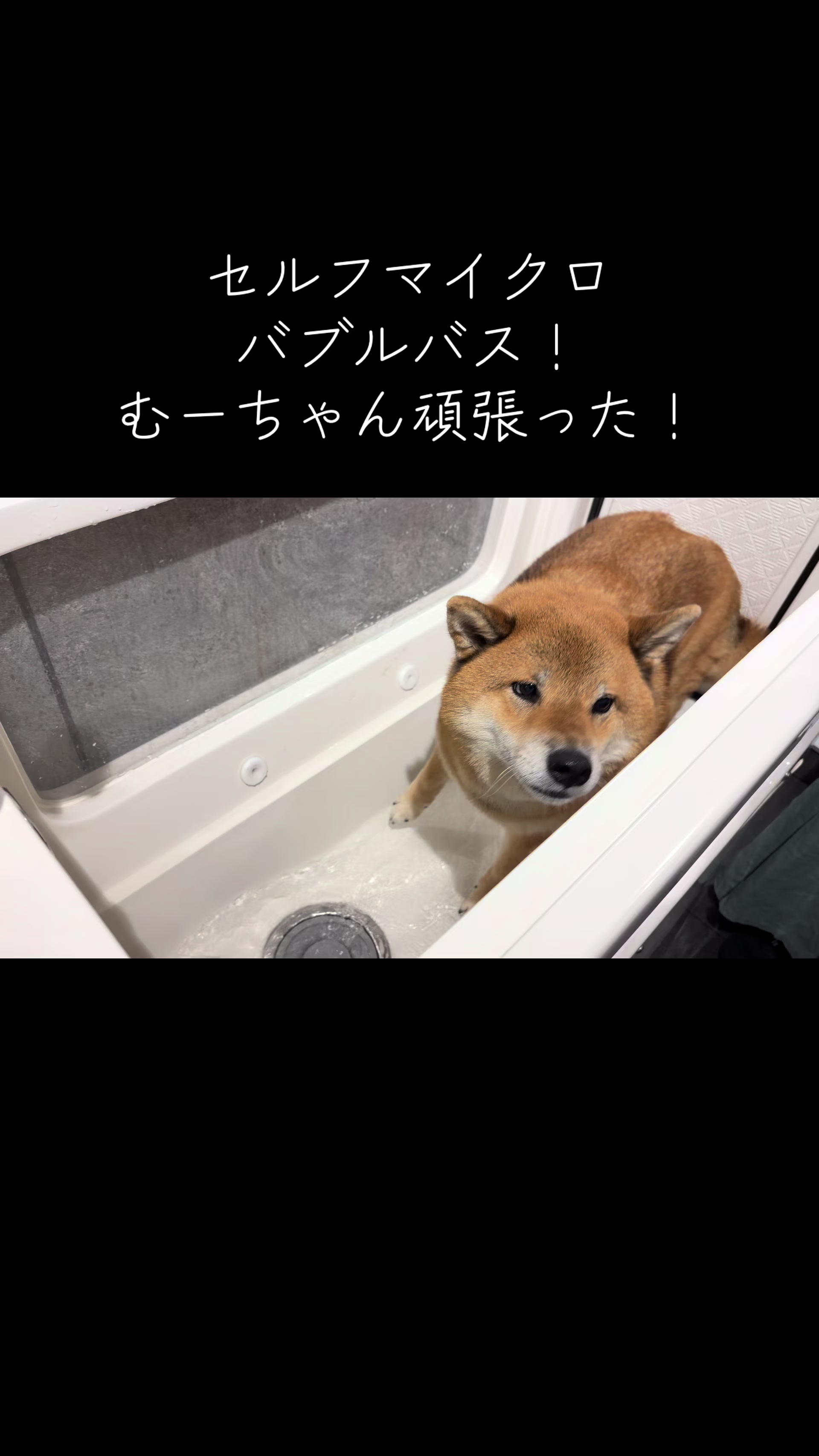 @柴犬むーちゃん