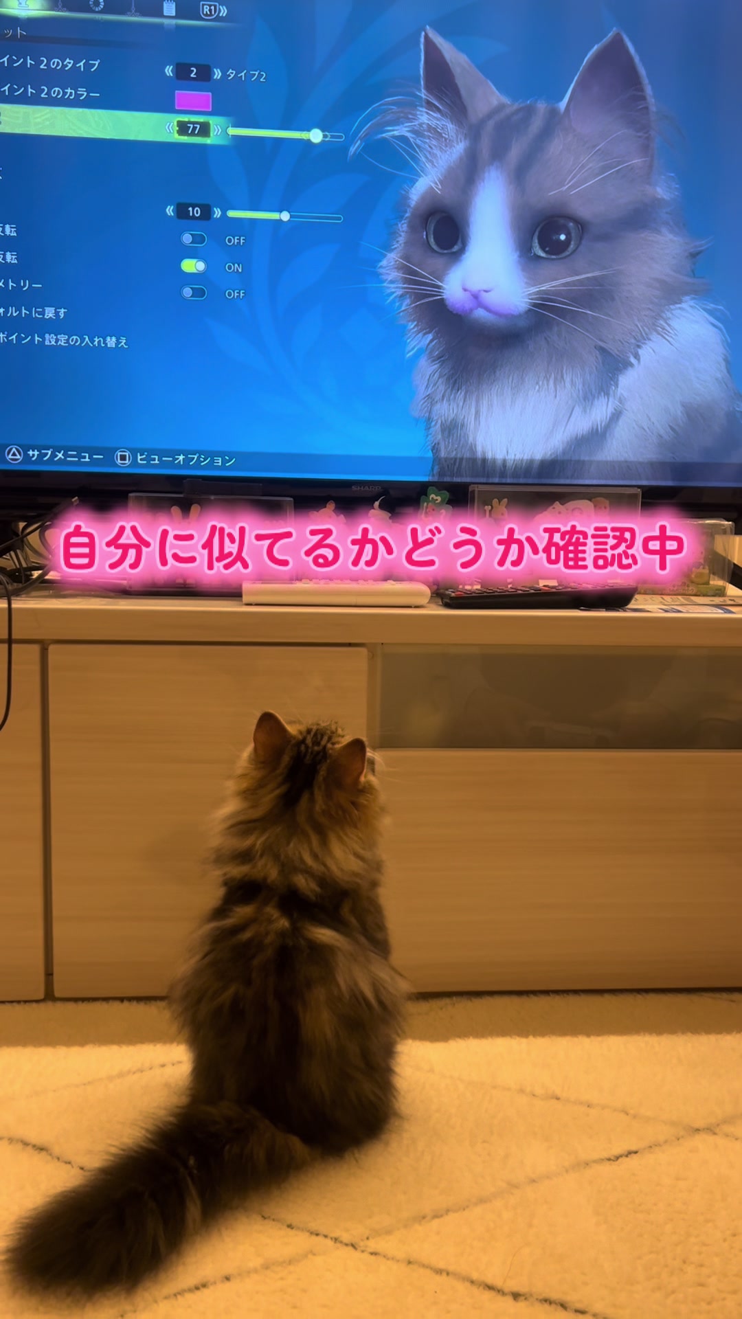 @ミヌエットのチャム