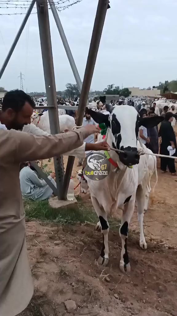@G7 BULL CRAZE