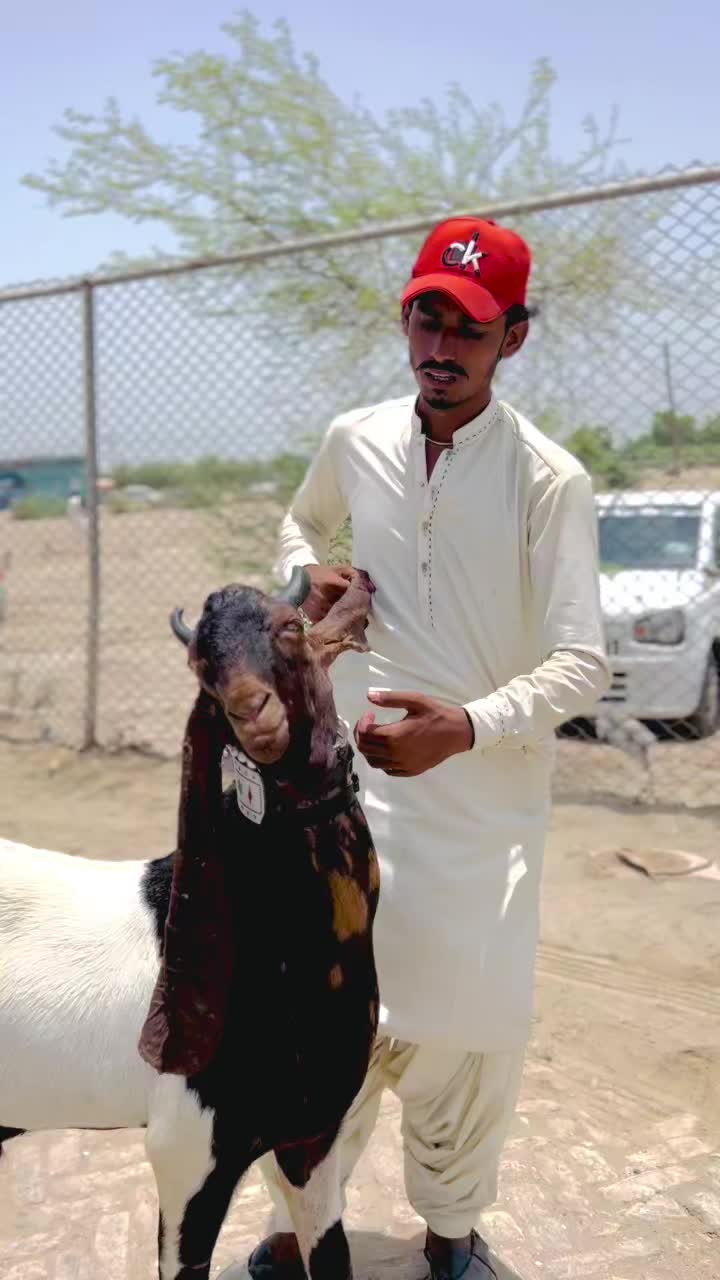 @✨.زاهد سولنگي واپاري. 🐐