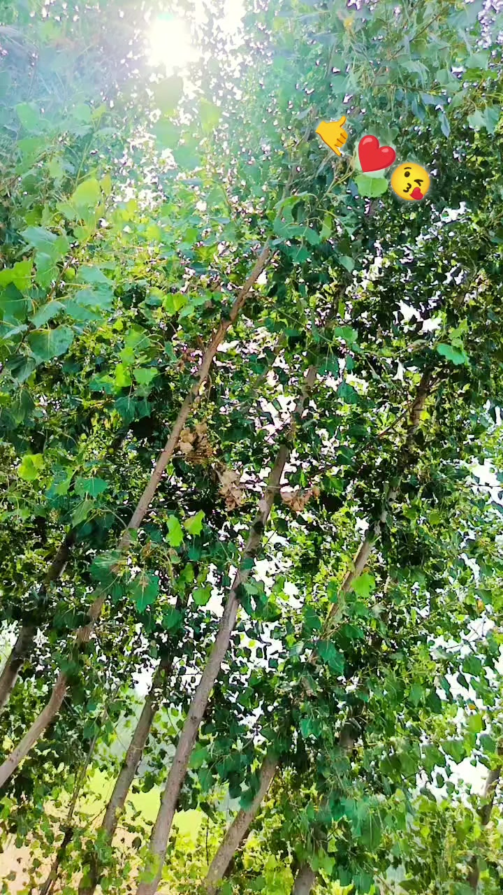 @🍂🫀ɧąʂɛɛც&oslash;🫀🍂