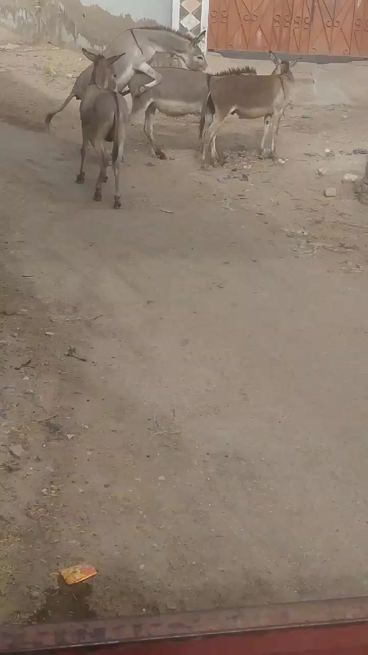 @029289Animals Hub Lovers