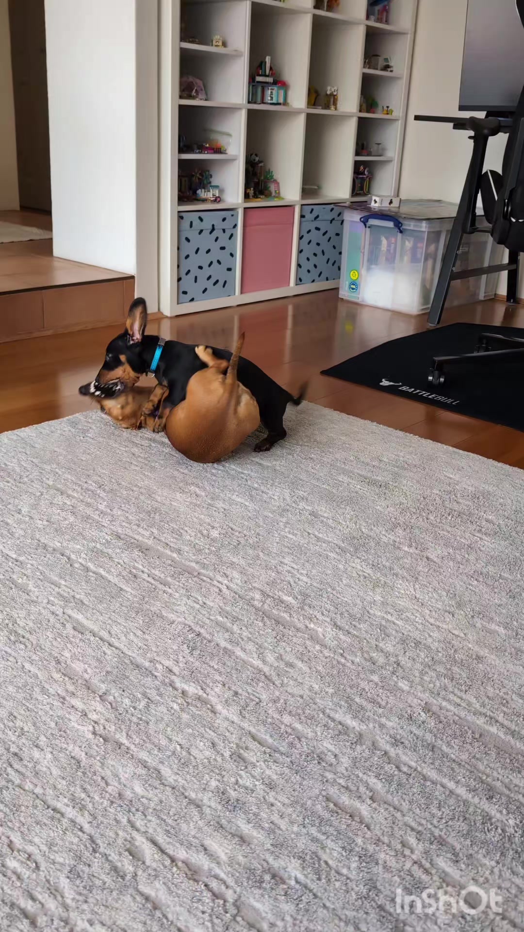 @The Dachshund Diaries 🐾