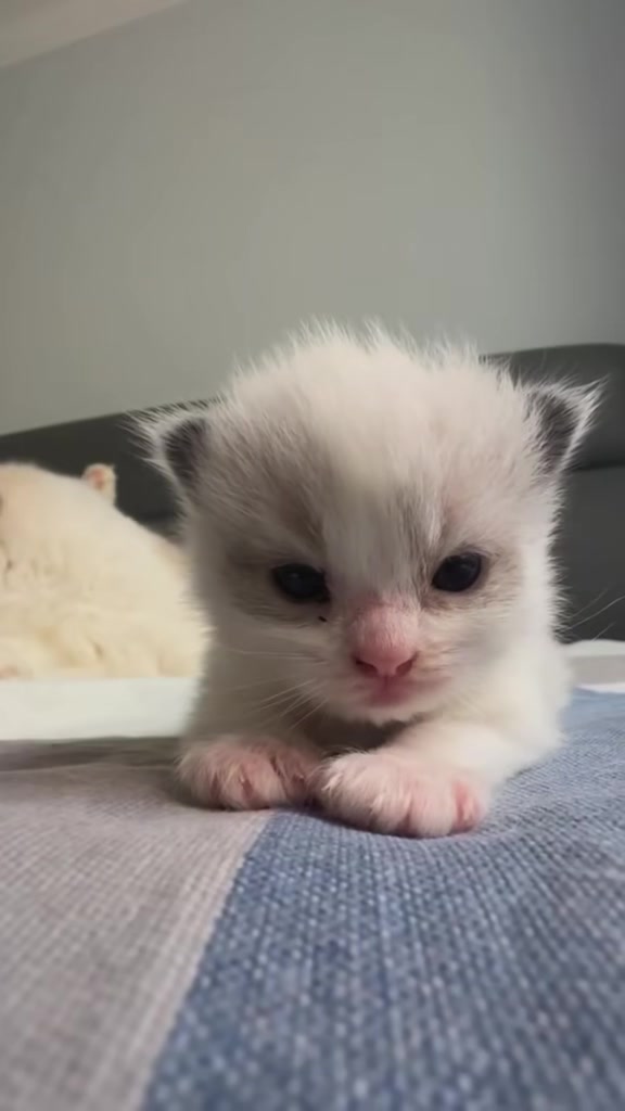 @catbosssss