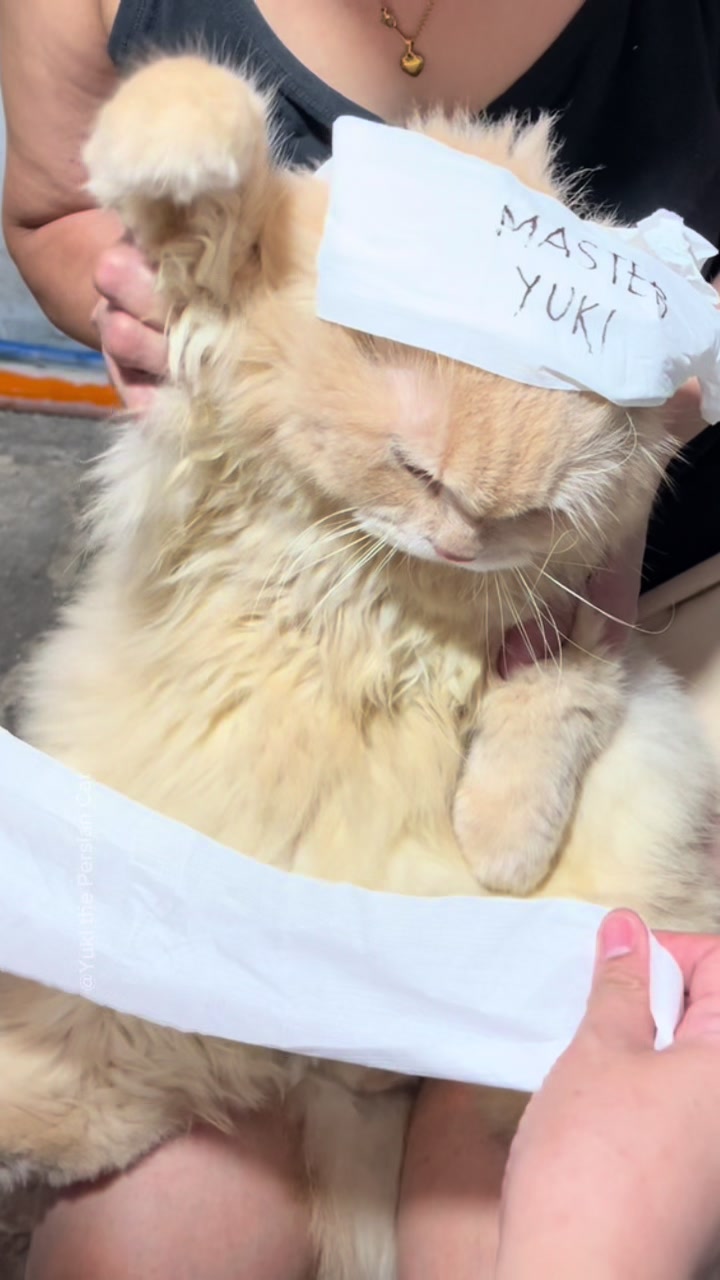 @Yuki the Persian Cat