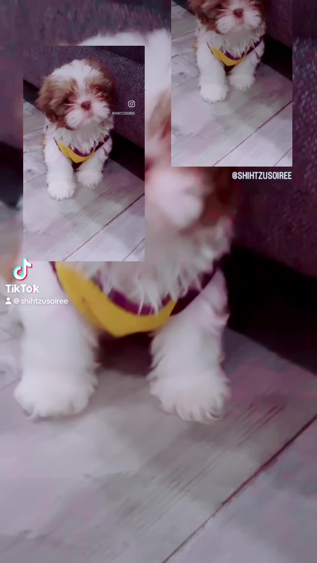 @SHIHTZU SOIRÉE