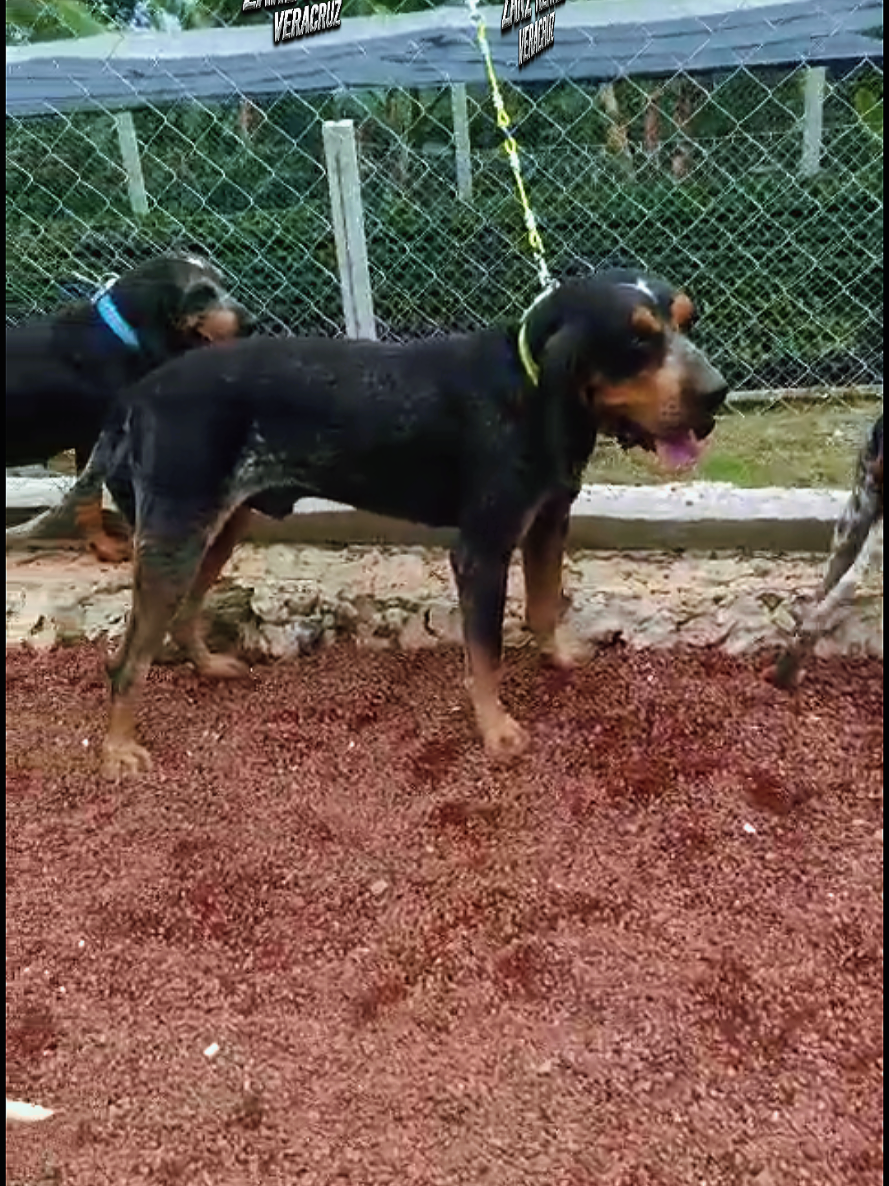@zardos kennel veracruz