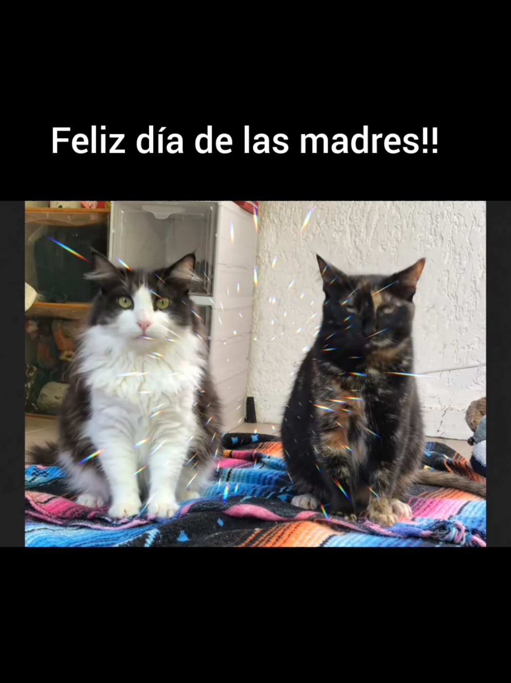 @Estefania LeChat