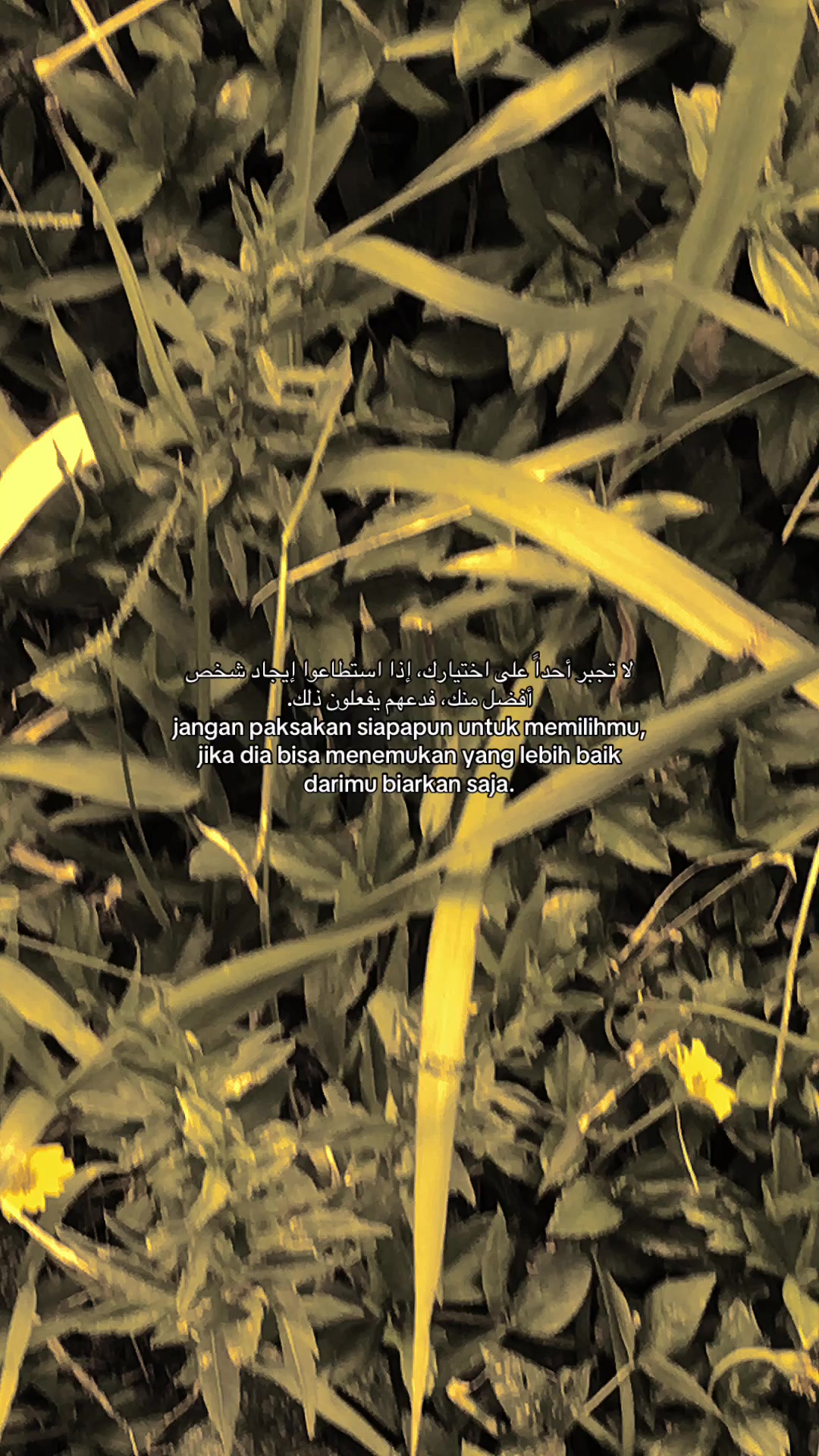 @𝐂𝐚𝐡𝐚𝐲𝐚 𝐋𝐚𝐧𝐠𝐢𝐭🌱
