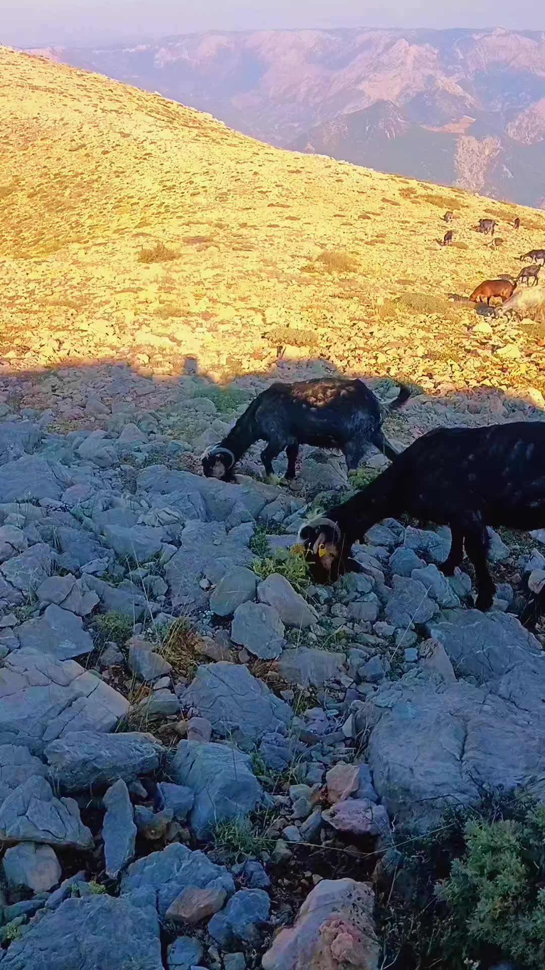 @S̶uat F̶atma♥️İ̶ ̶V̶A̶T̶A̶N̶