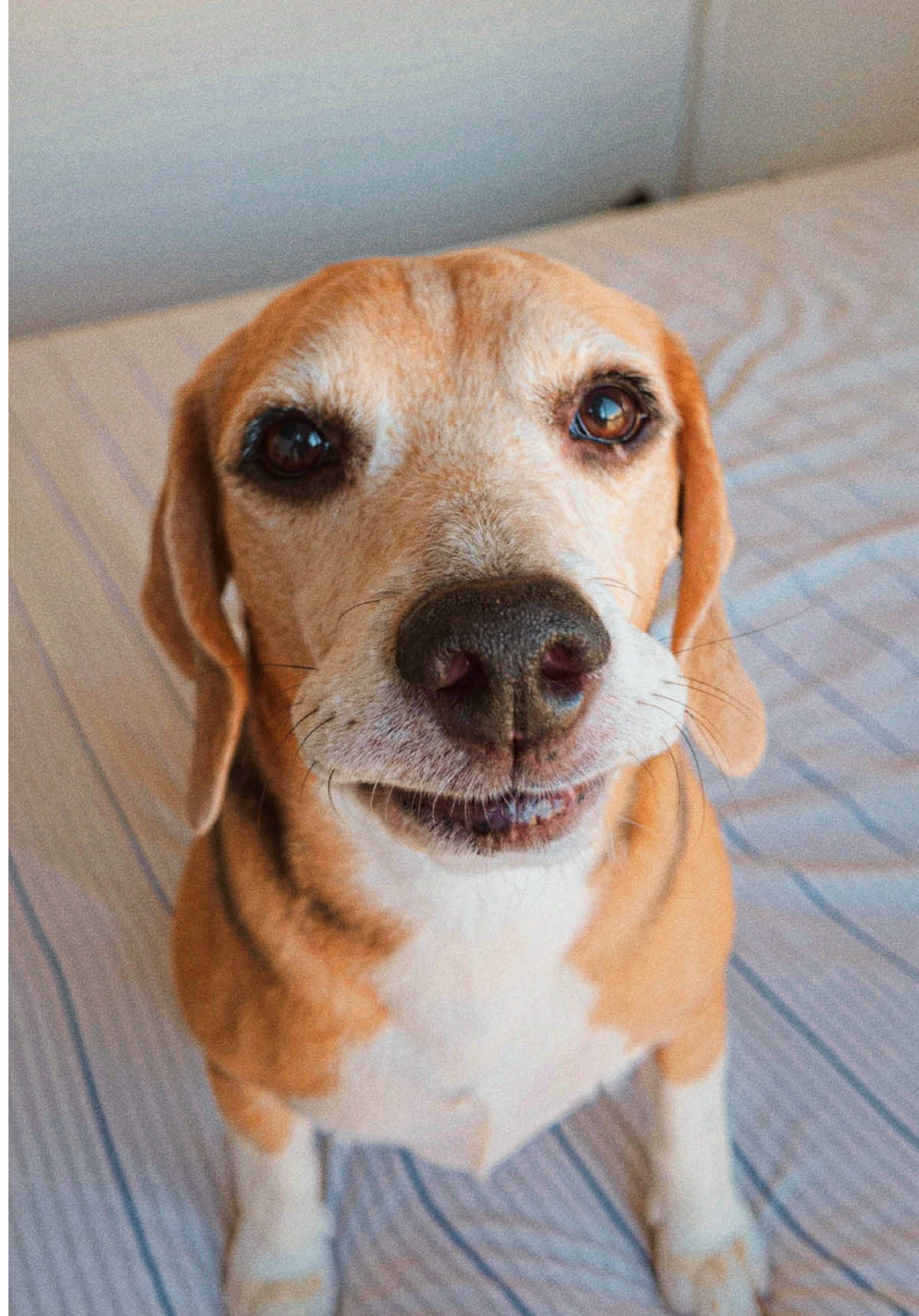 @Jake el perro