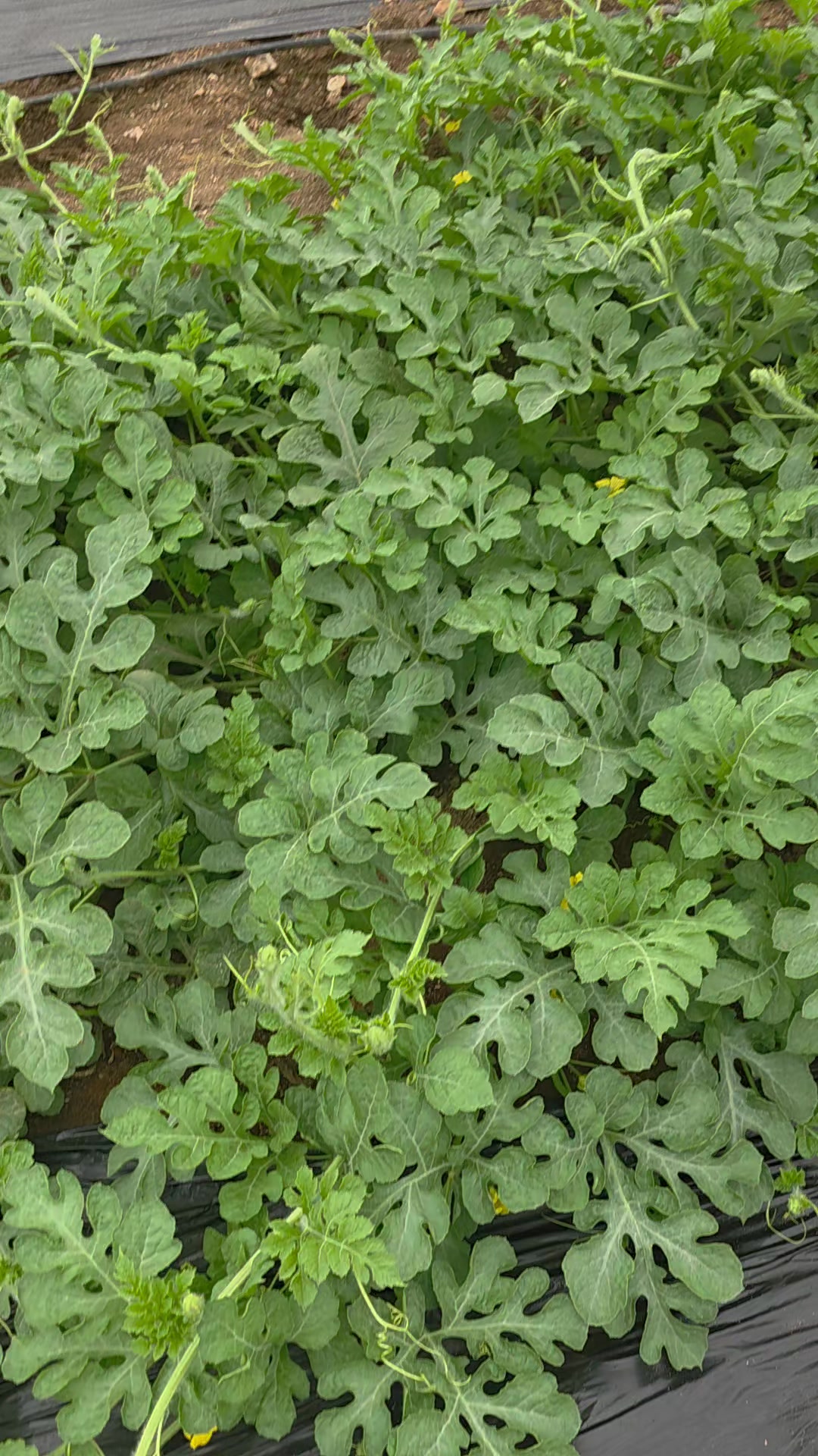 @El Extensionista del Agro