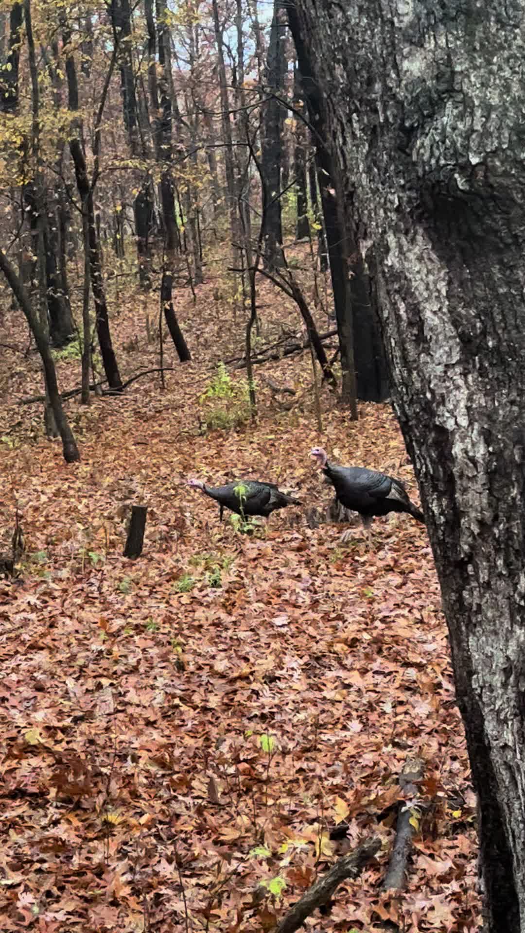 @217bowhunter