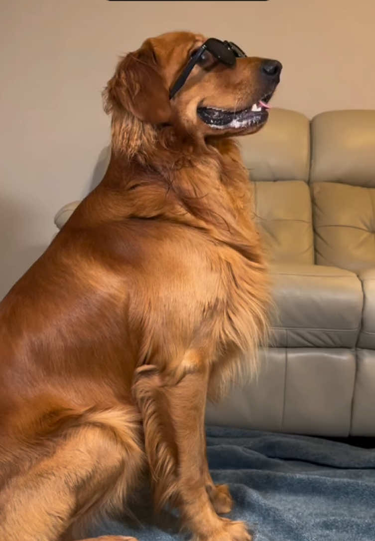 @dogsagaz