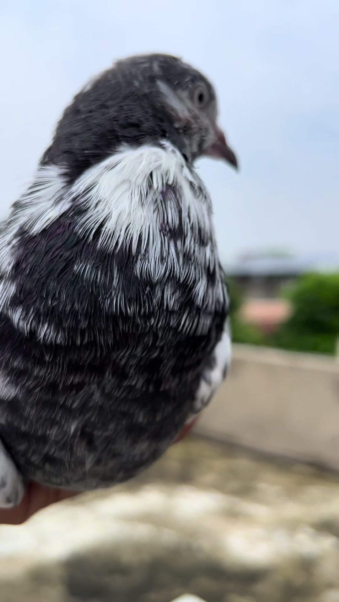 @The Best Pigeons