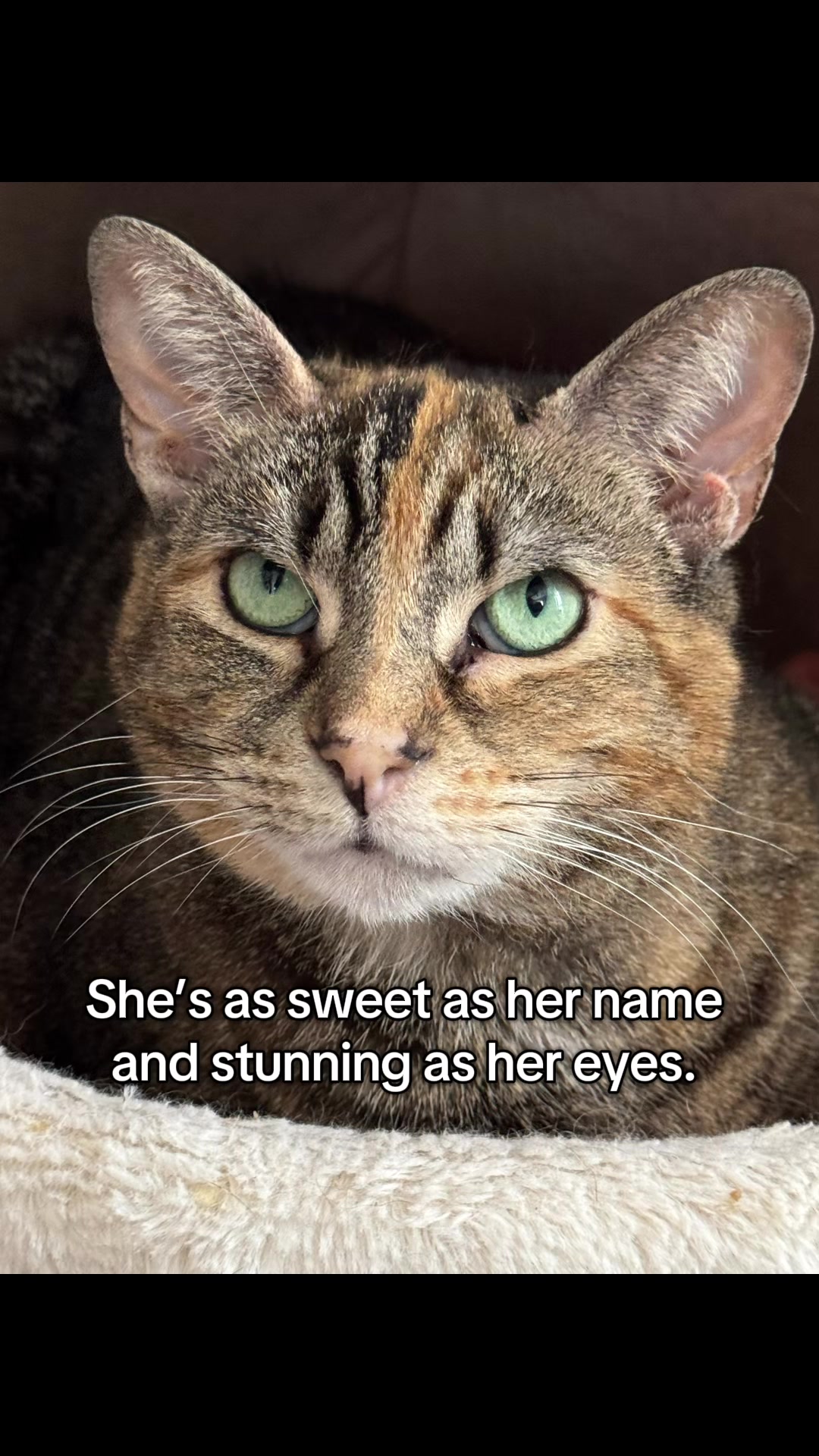 @North Toronto Cat Rescue