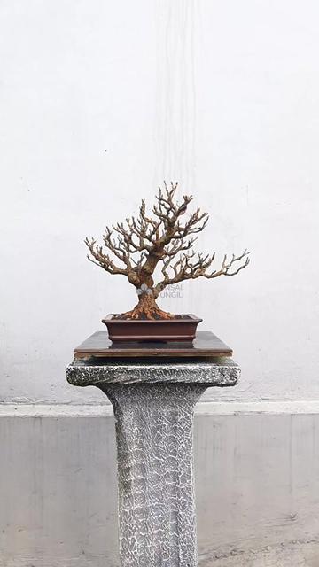 @Bonsai Mungil