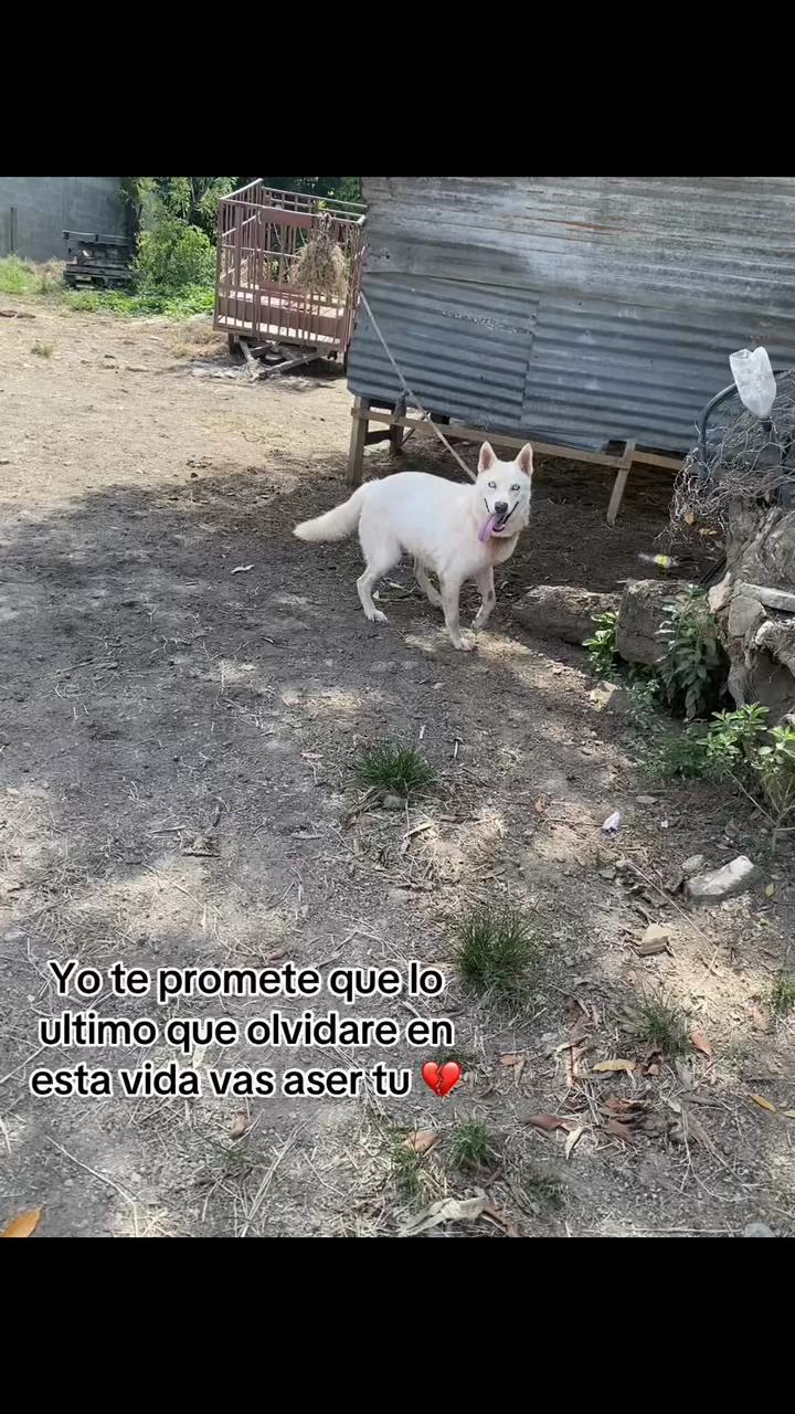 @Moises Vasquéz