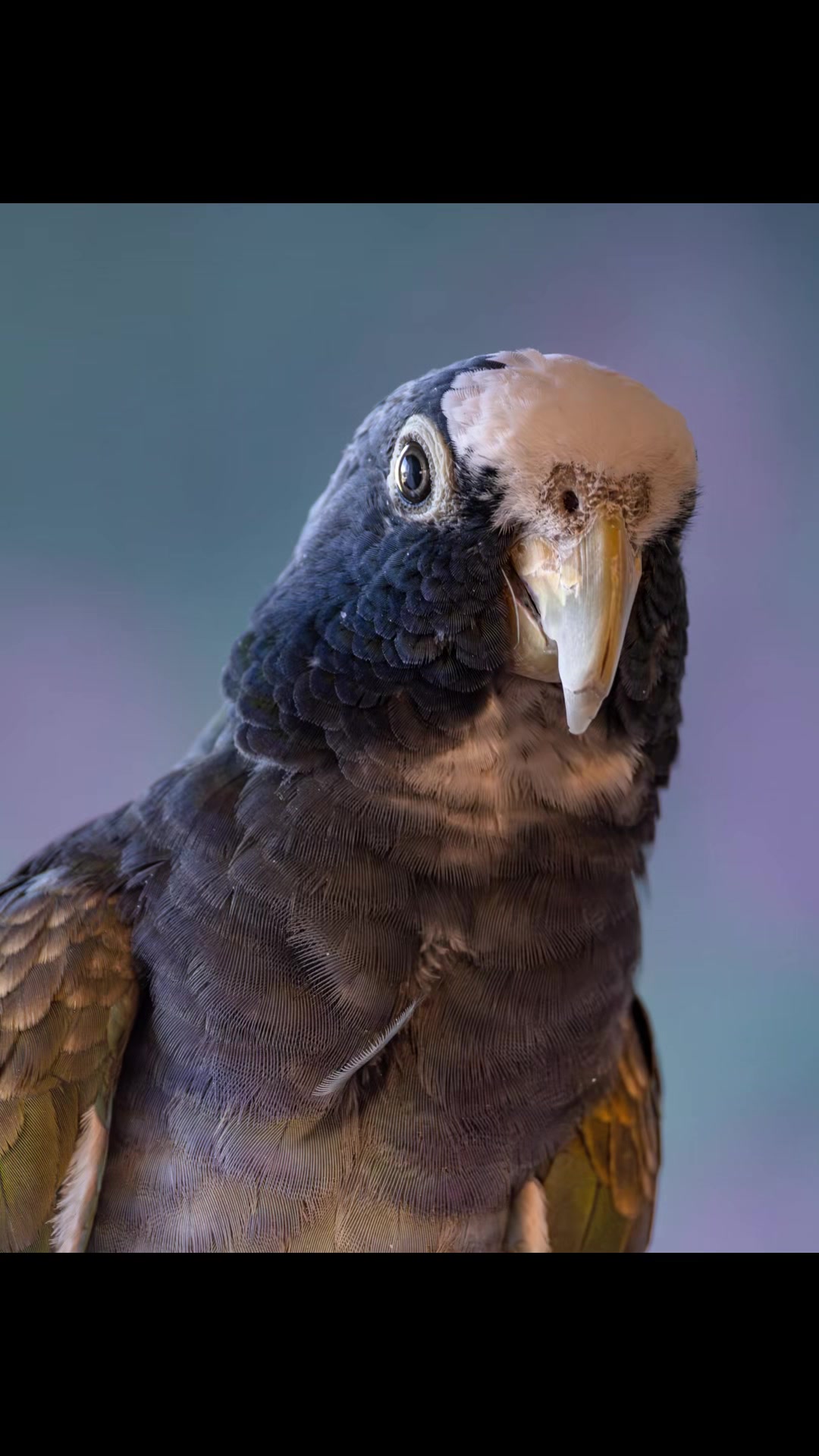 @imforthebirds