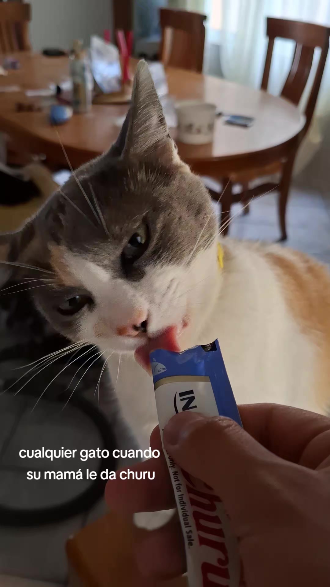 @🐈🐶🐦Frank y Mascotas 🐢🦎🐾