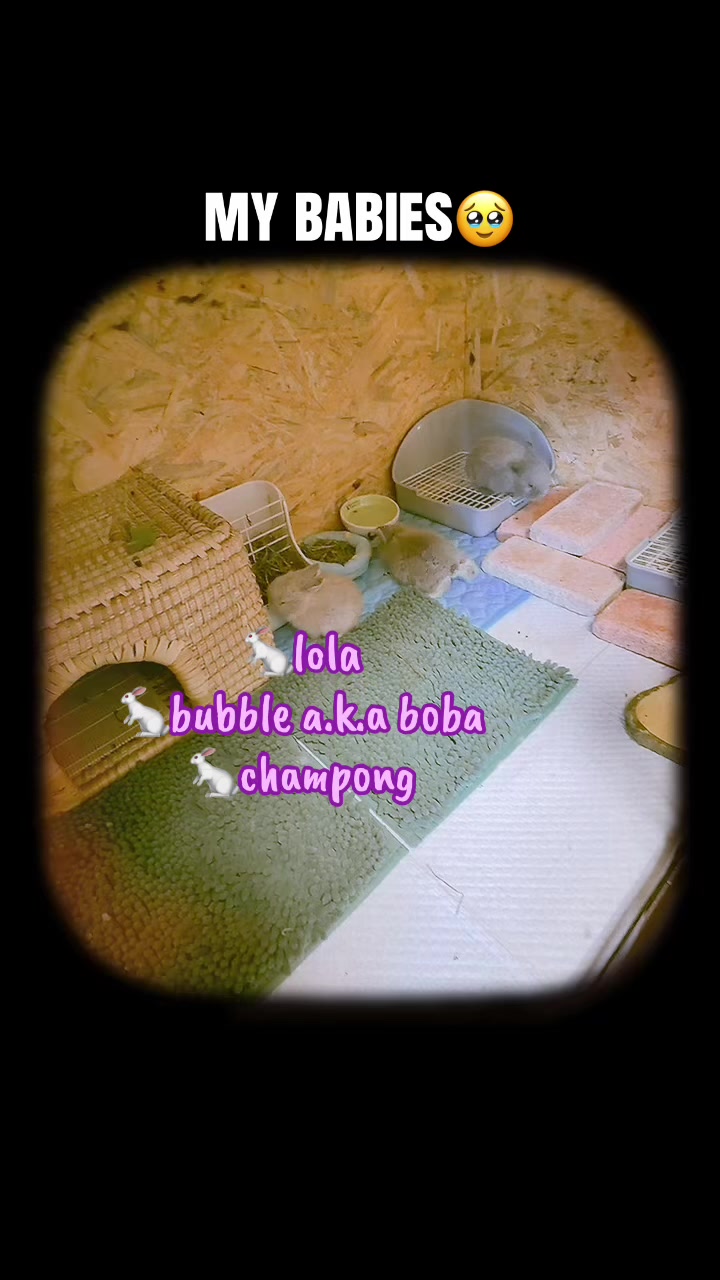 @🐩Momofpets🐾🐇🐢