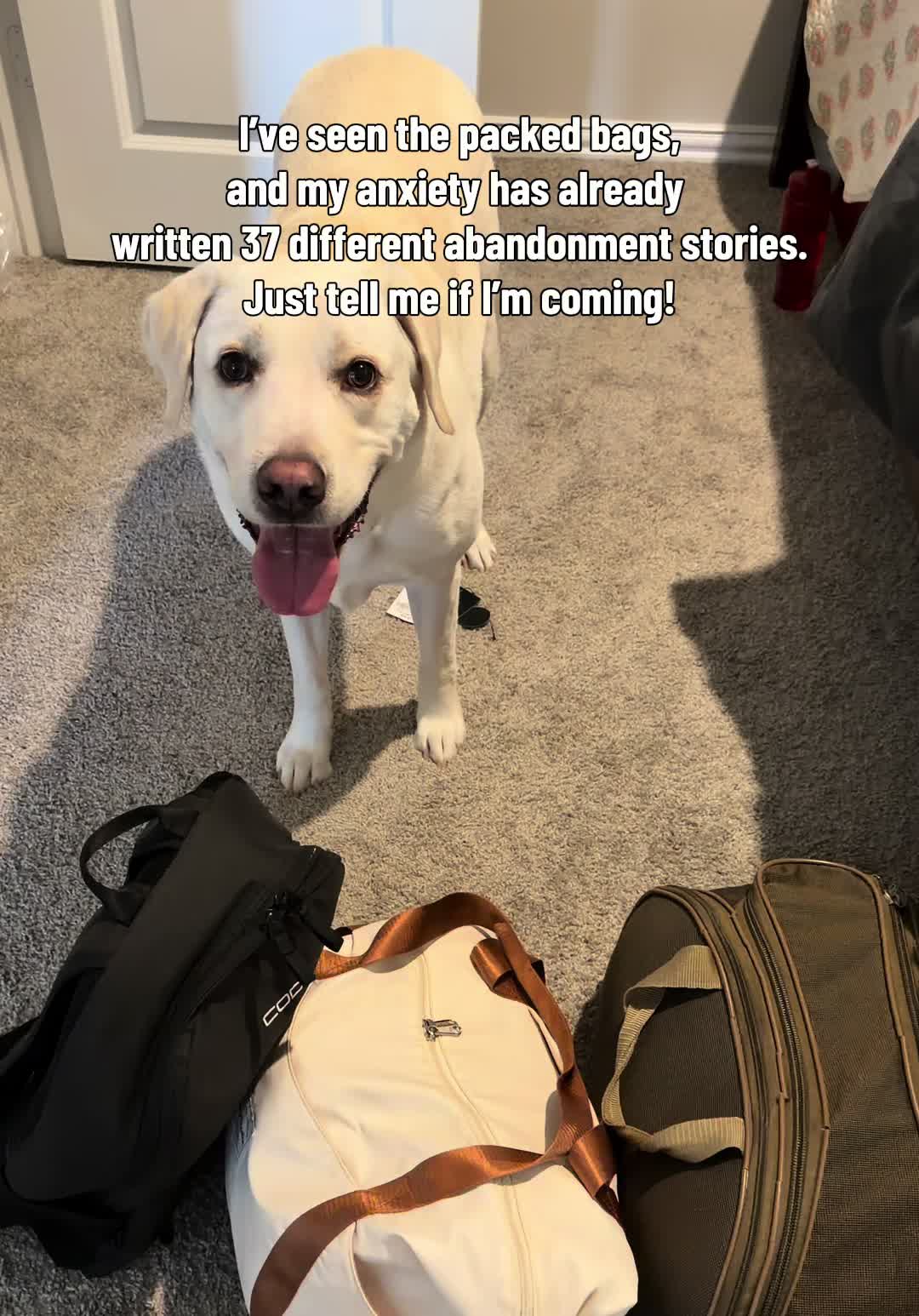 @Buddy_the_lab
