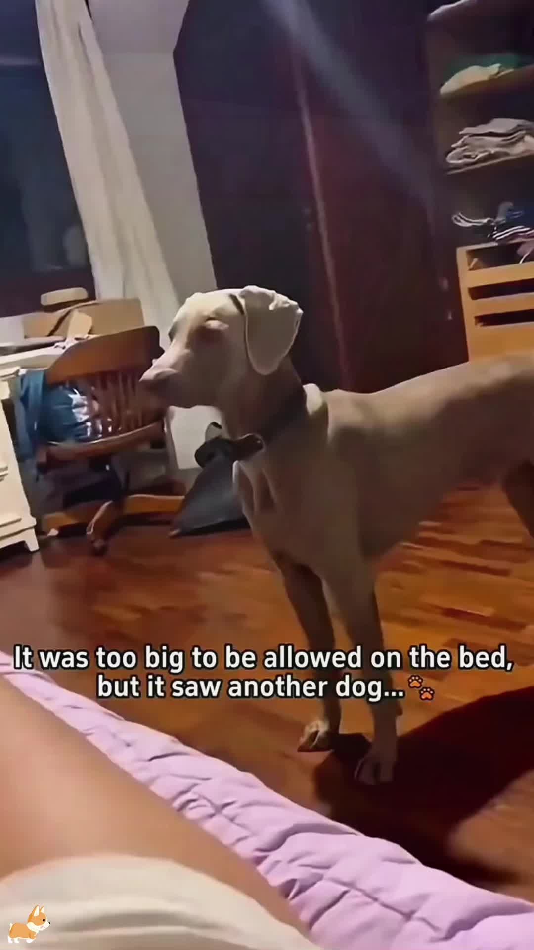 @SneakyFails