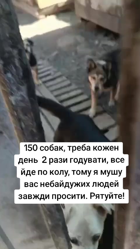 @tvarinkidobra
