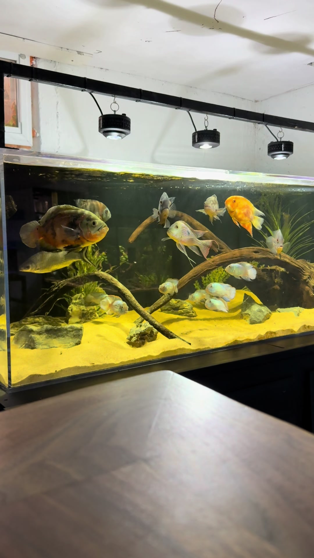 @Cichlid Bros