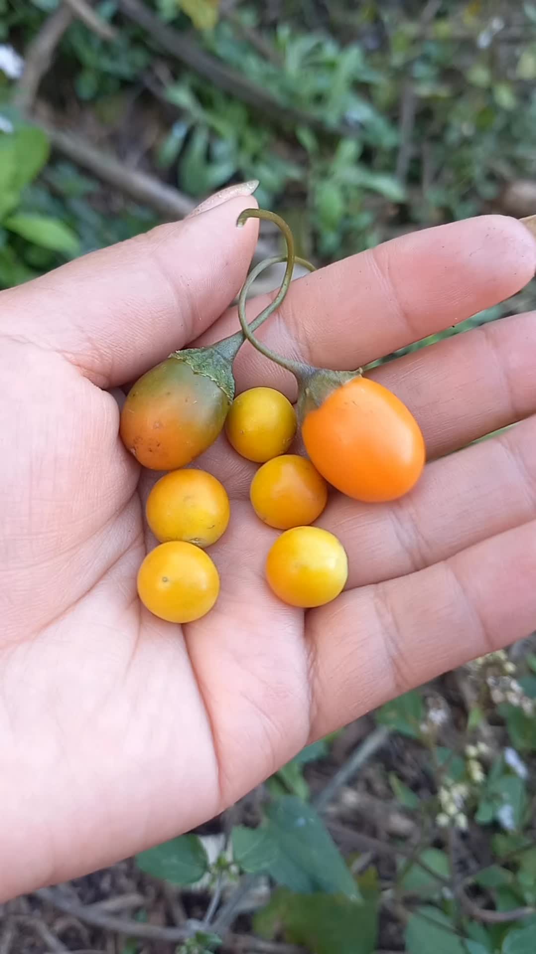@Cerebrito