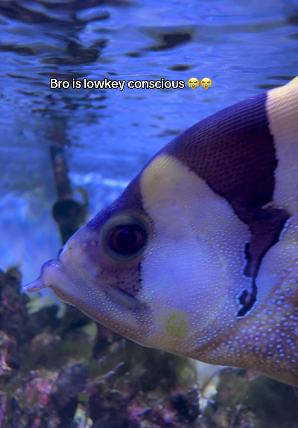 @ReefSync