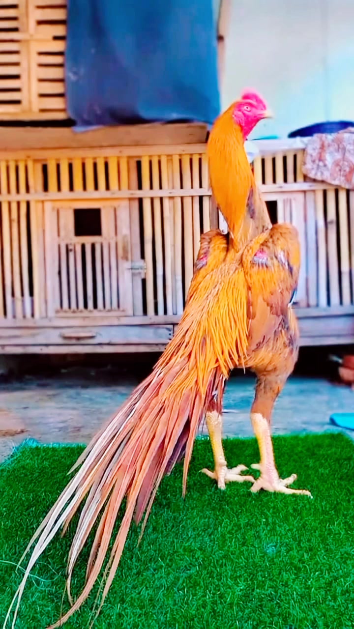 @A𝙞 𝙗𝙖𝙣𝙜𝙡𝙖