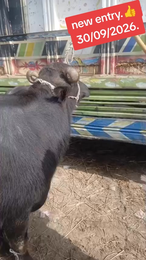 @💖🐄یوسف خان گوندل الہ 💖🐄