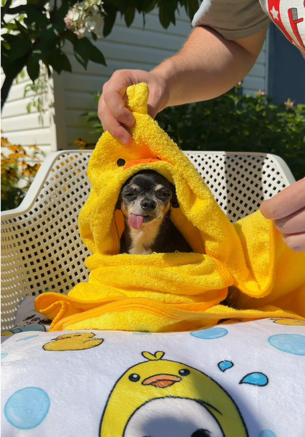@Tiny Chihuahua Cedric & Maya