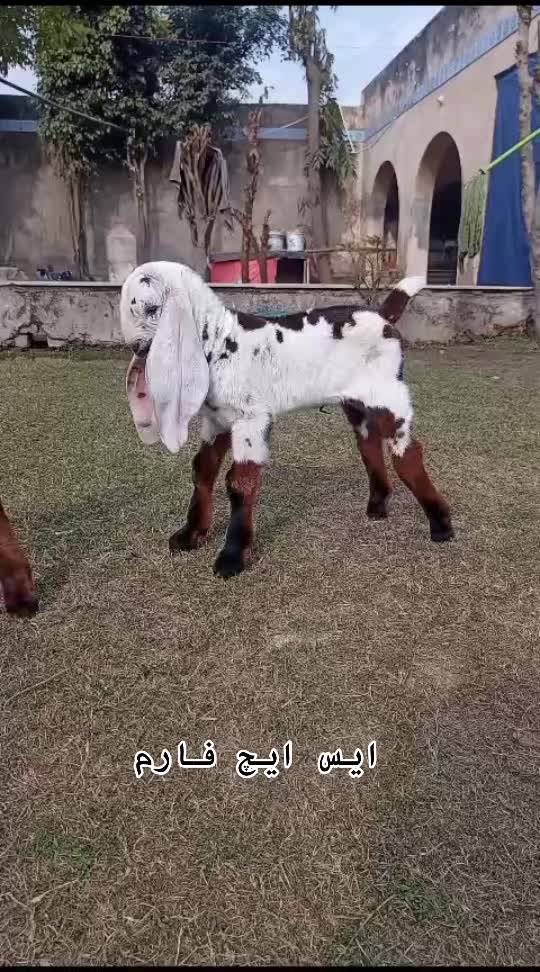 @SH Farm