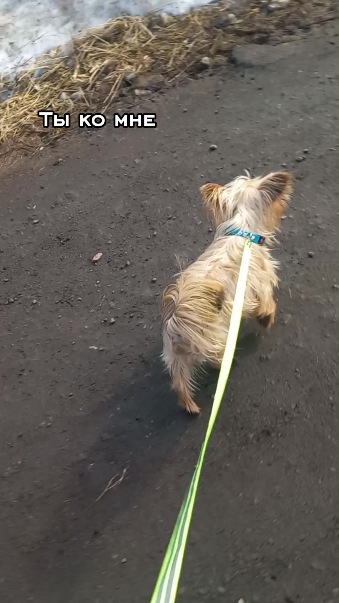 @🐉Дракоша Тоша🐕