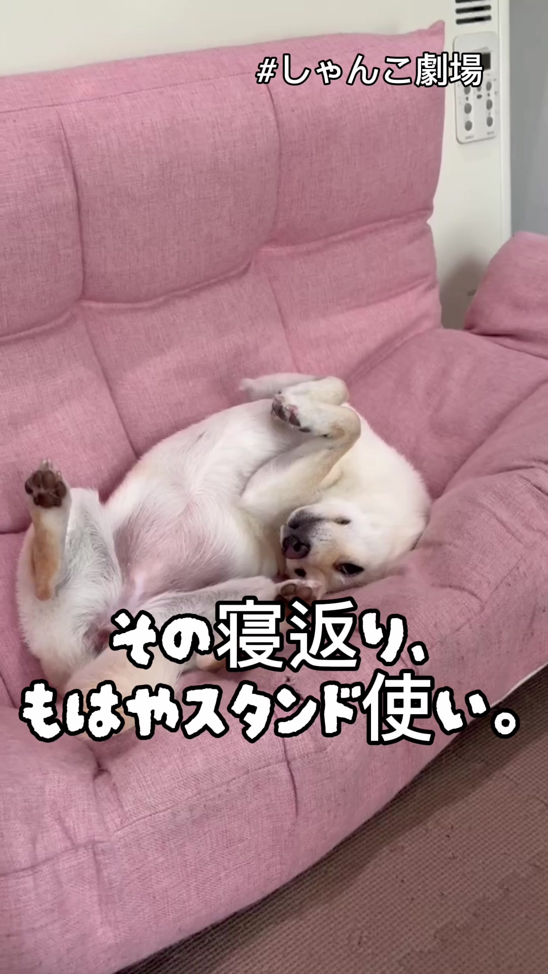 @こまめとしばーず🐾