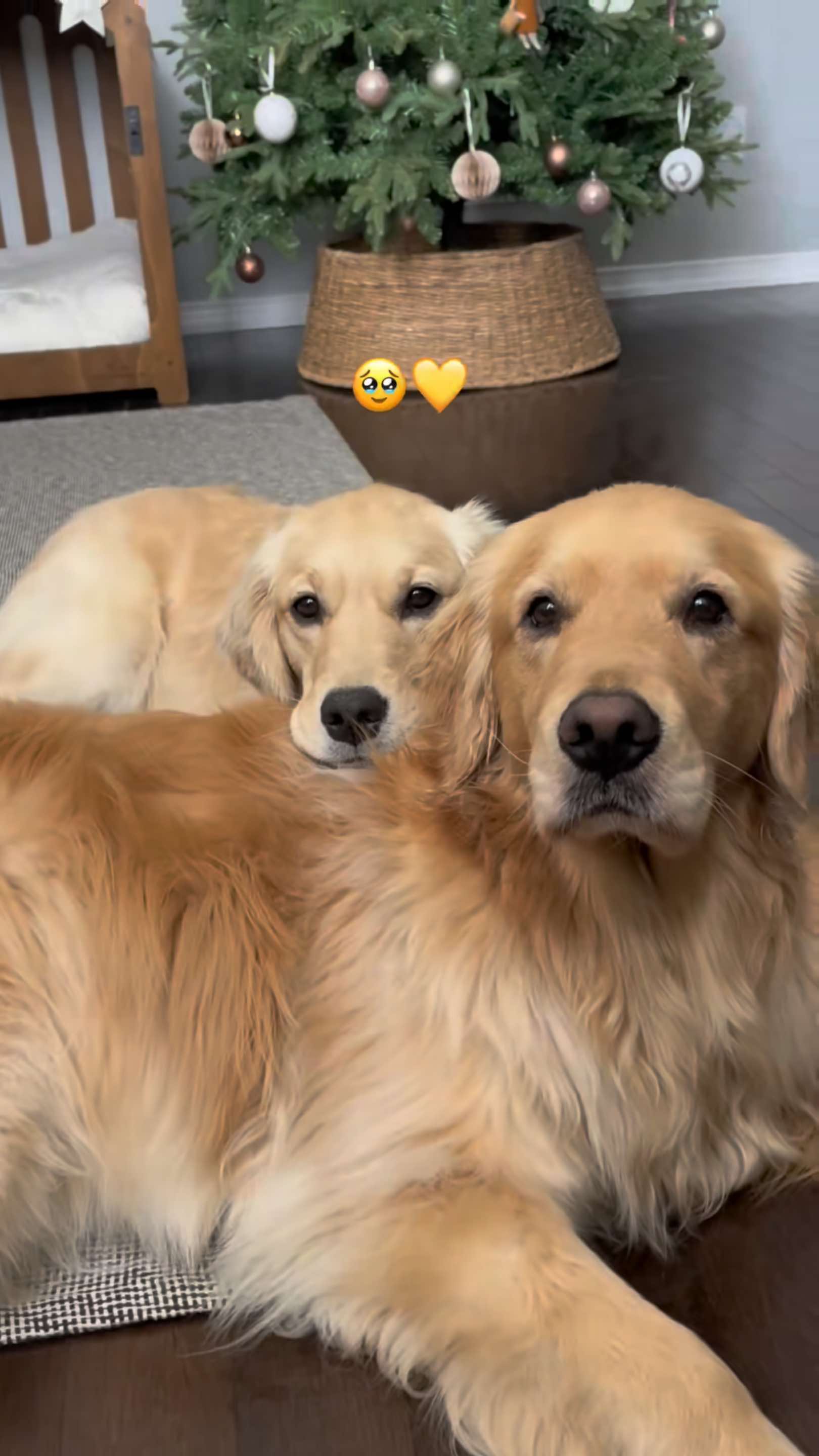 @Daisy & Maple the Goldens
