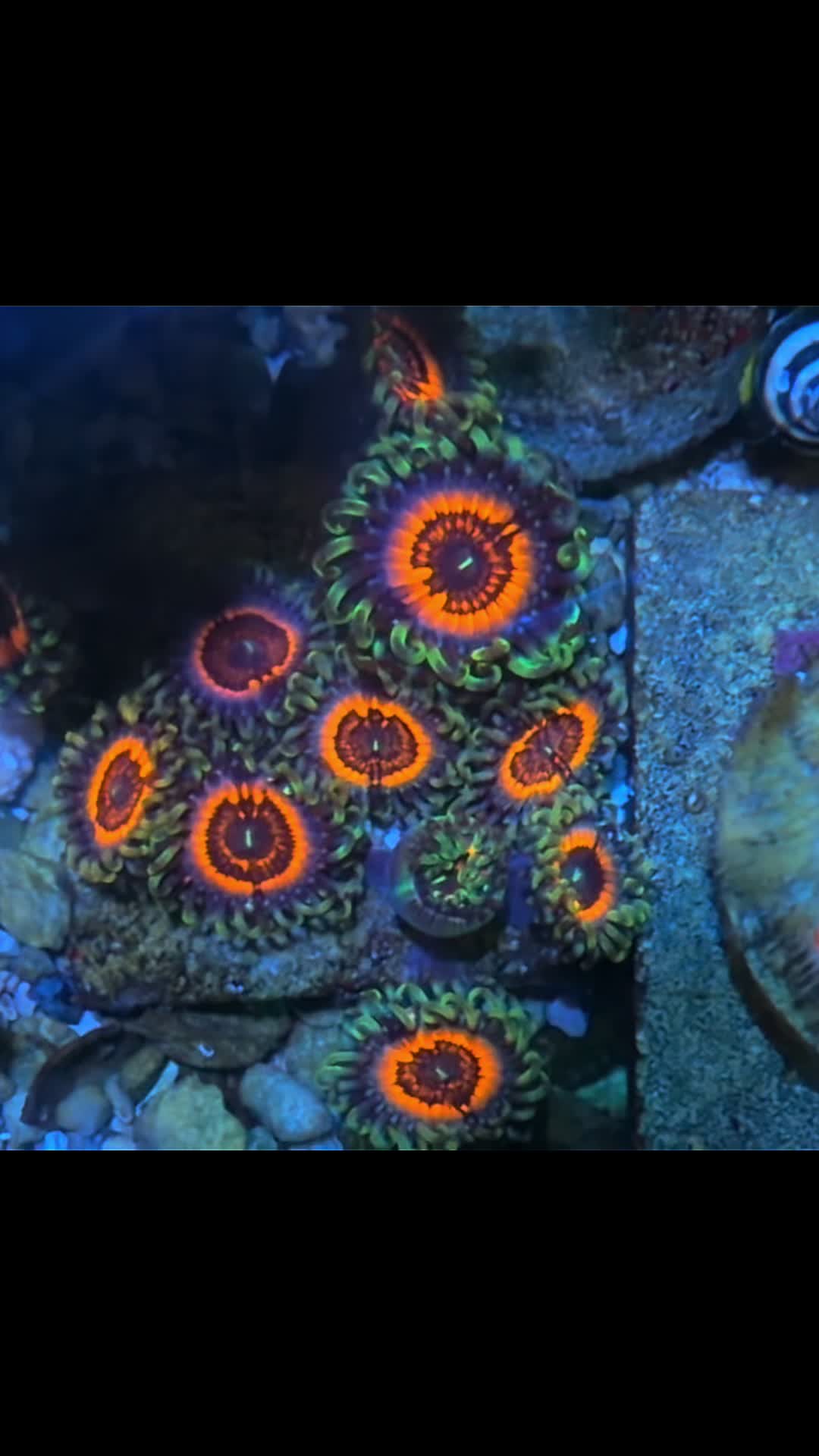 @Inner_Circle_Reefing