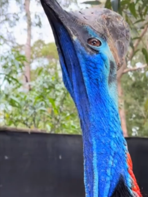 @Mundo dos Animais