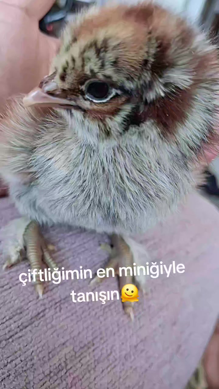 @Serap ince çiftliği